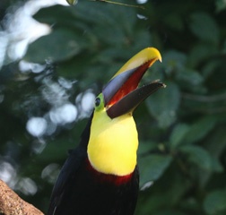 Toucan